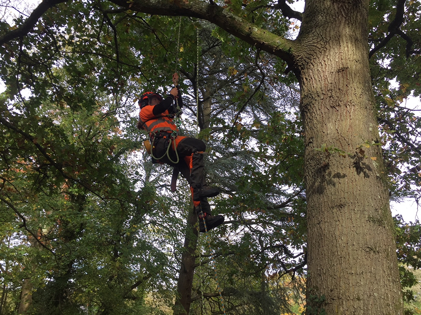 Tree Care Company Uses Ninja™ Foot Ascender to Climb Faster and Easier